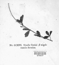 Uromyces cytisi image